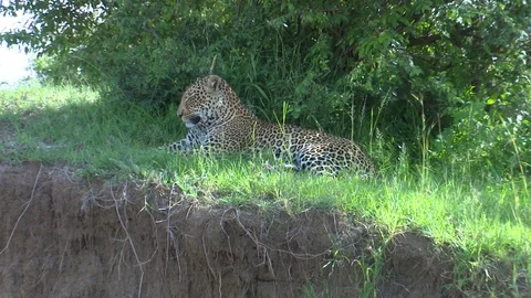 LEOPARD FULL BODY ZOOM TO STREAM Video stock 76131905