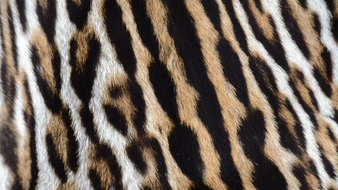 Leopard fur background Stock Footage 126124172