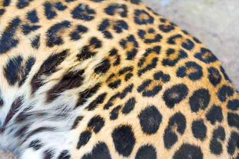 Leopard fur as background Stock Photos