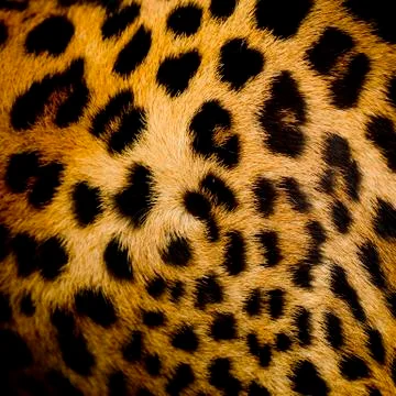 Leopard fur background Stock Photos
