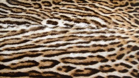 Leopard fur background texture Stock Footage 123736199