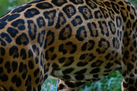 Leopard fur close up Stock Photos