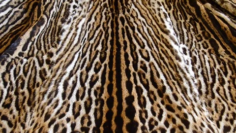 Leopard fur coat Stock Footage 123792444