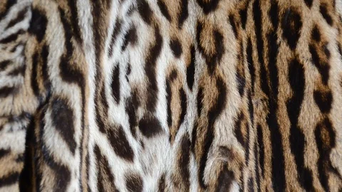 Leopard fur Stock Footage 126124420