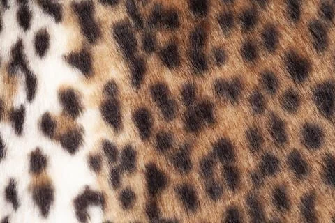 Leopard fur texture background close up Stock Photos