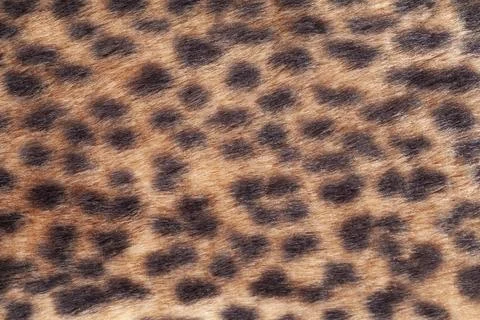 Leopard fur texture background close up Stock Photos