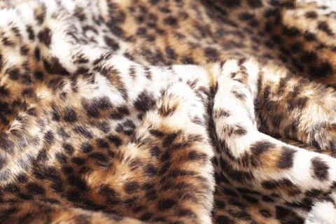 Leopard fur texture background close up Stock Photos