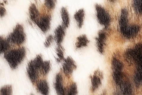 Leopard fur texture background close up 스톡 사진