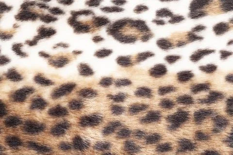 Leopard fur texture background close up Stock Photos