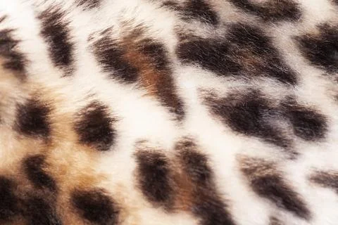 Leopard fur texture background close up Stock Photos