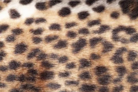 Leopard fur texture background close up Stock Photos