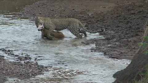 LEOPARD WITH GAZELLE  KILL Video stock 12757367