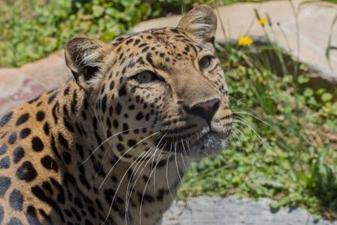 Leopard gazing upward. Stock Photos