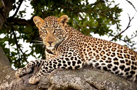 Leopard gazing at viewer from tree Stock Photos