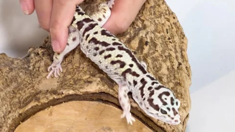 Leopard Gecko Being Handled on a Cork Bark Log Stock Footage 327637818
