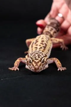 Leopard gecko on black background Stockfoto's