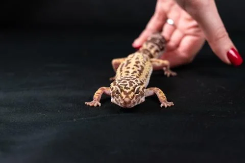 Leopard gecko on black background Stockfoto's
