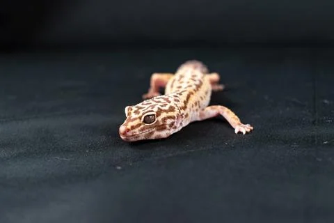 Leopard gecko on black background Stockfoto's
