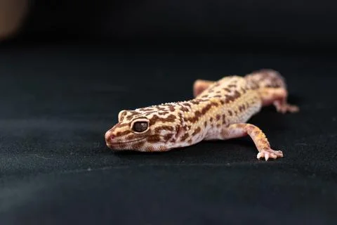 Leopard gecko on black background Stock Photos