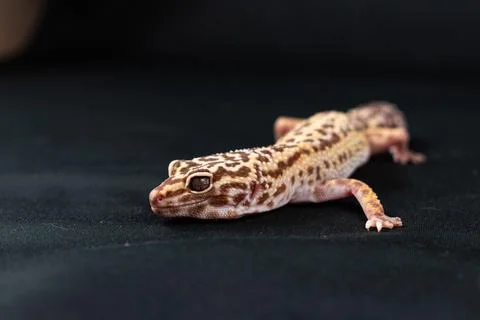 Leopard gecko on black background Stock Photos
