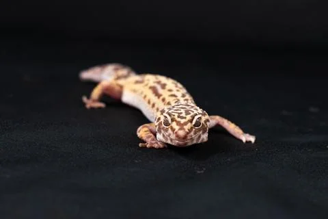 Leopard gecko on black background Stock Photos