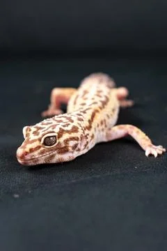Leopard gecko on black background Stockfoto's