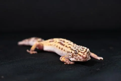 Leopard gecko on black background Stockfoto's