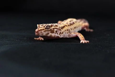 Leopard gecko on black background Stock Photos