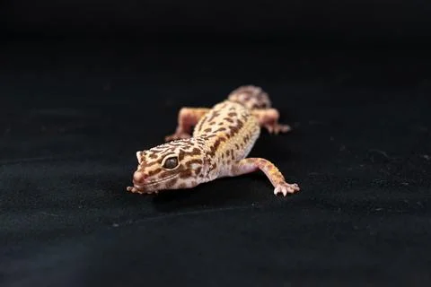 Leopard gecko on black background Stock Photos