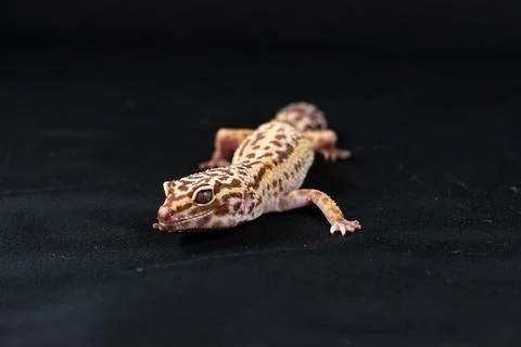 Leopard gecko on black background Stock Photos