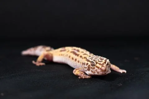 Leopard gecko on black background Stock Photos