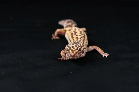 Leopard gecko on black background Stockfoto's