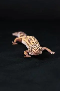 Leopard gecko on black background Stock Photos