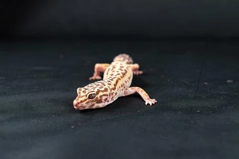 Leopard gecko on black background Stockfoto's