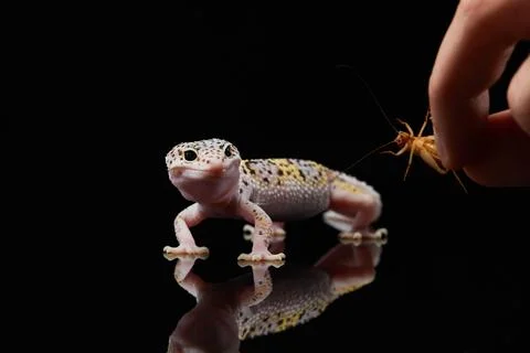 Leopard Gecko on Black Surface Stock Photos