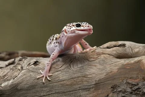 Leopard Gecko on Branch Stock Photos