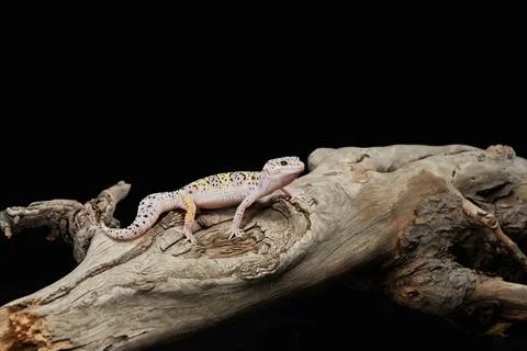 Leopard Gecko on Branch Stock Photos