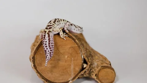 Leopard Gecko Climbing and Resting on a Natural Wood Log Stock Footage 326302299