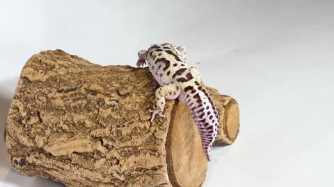 Leopard Gecko Climbing Over a Small Wooden Log on White Background Stock Footage 327688665