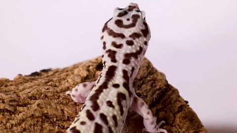 Leopard Gecko Climbing on a Textured Tree Bark Surface Stock Footage 327710478