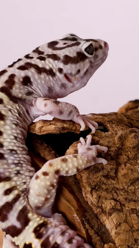 Leopard Gecko Climbing on a Textured Tree Bark Surface Stock Footage 328492928