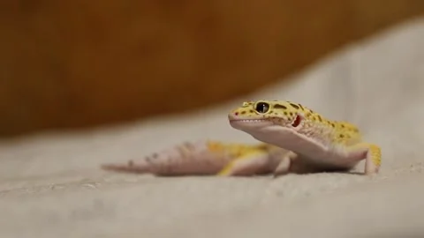 Leopard gecko close-up, blurred background and space for text Stock Footage 288214987