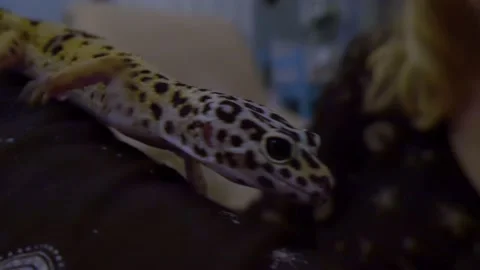 Leopard Gecko Crawling Along Womans Arm Stock Footage 146103529