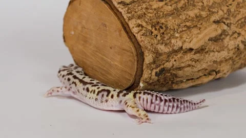 Leopard Gecko Crawling Around a Natural Wood Log on White Background Stock Footage 325156202