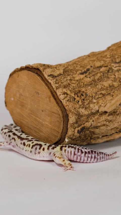Leopard Gecko Crawling Behind a Wooden Log on White Background Stock Footage 325692961