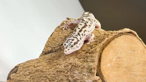 Leopard Gecko Crawling Down a Wood Log on White Background Stock Footage 328068550