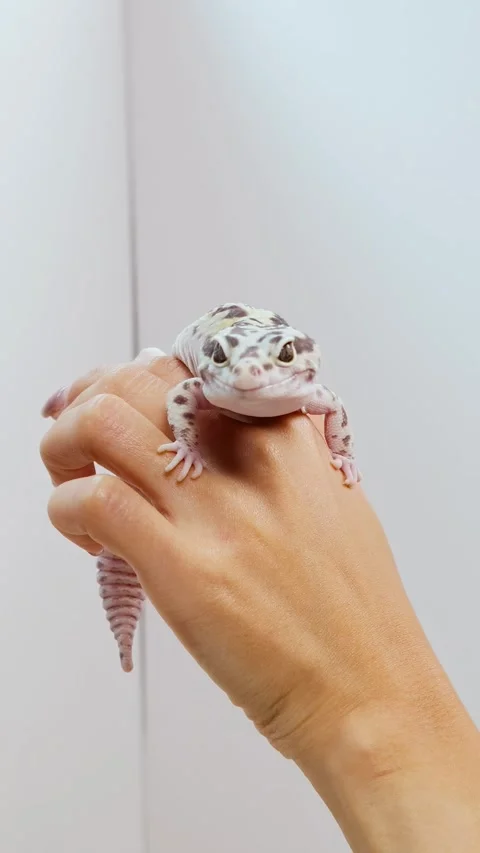 Leopard Gecko Crawling on Hand in Bright Setting Stock Footage 311359245