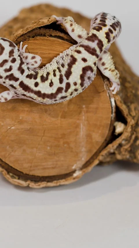 Leopard Gecko Crawling Over a Small Wooden Log on White Background Stock Footage 325154810