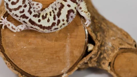Leopard Gecko Crawling Over a Wooden Log in Studio Setting Stock Footage 325014167