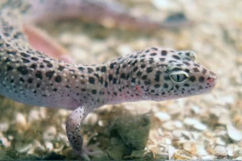 Leopard gecko crawling on sand substrate inside terrarium. Eublepharis macu.. Stock Photos